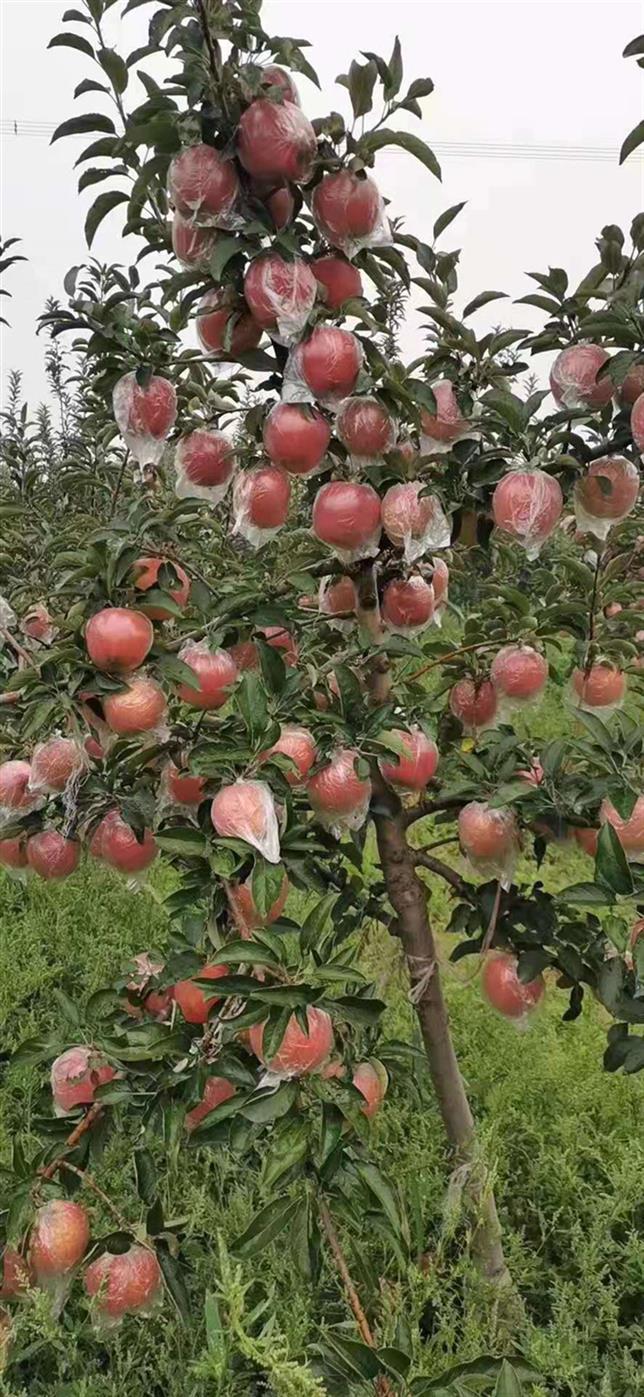 6公分苹果树 山西红富士苹果树种植基地