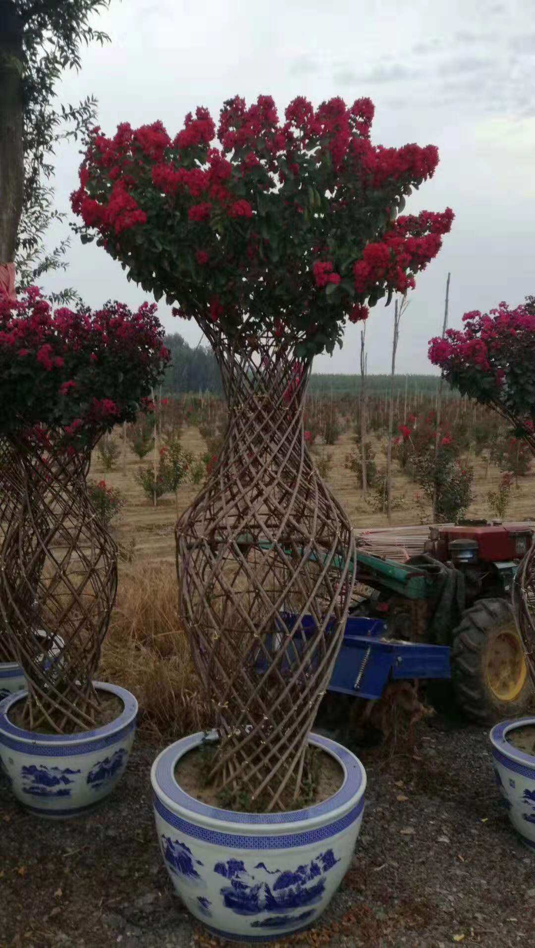 开远园艺紫薇花瓶高度1.5米红花紫薇造型树