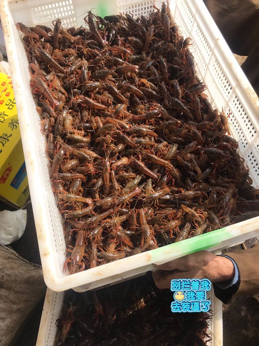 湖北潜江大量供应高性价小龙虾种苗-龙虾养殖厂家