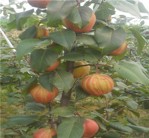 绿宝石梨树苗新品种产品质量保证