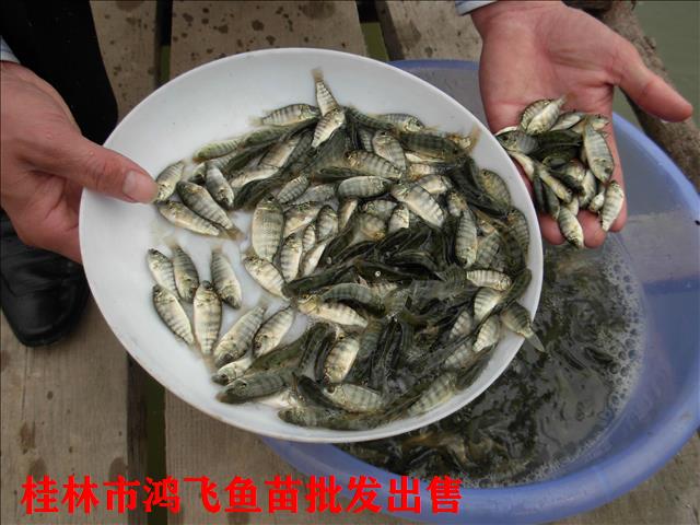 柳州市鱼峰区罗非苗养殖 养殖经验丰富