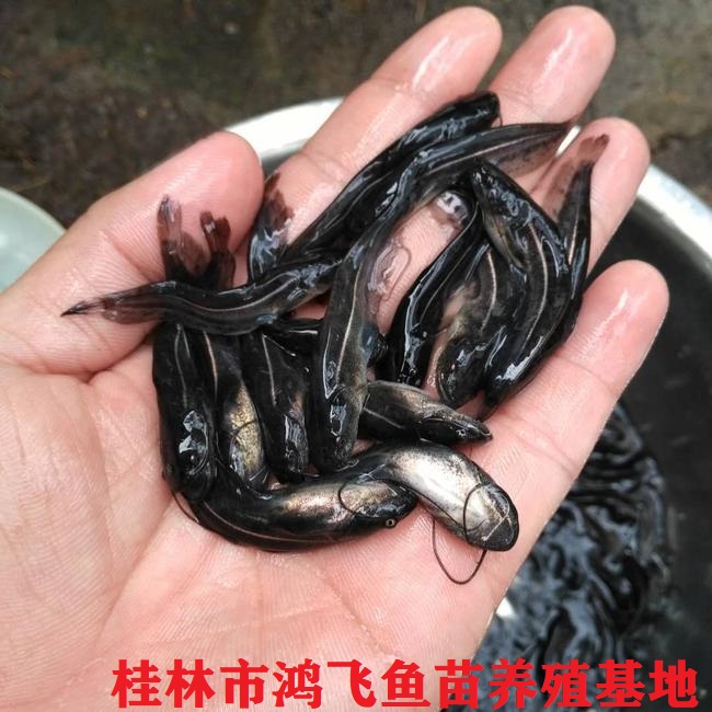 桂林市灌阳县鲶鱼苗供应商 免费检测水质