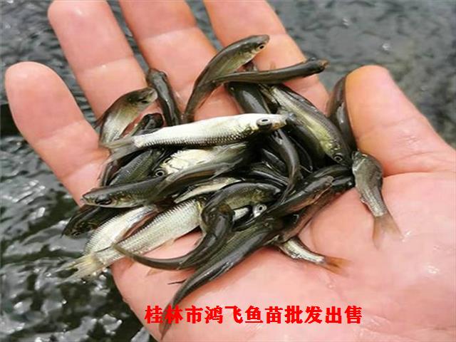 免费检测水质 广西柳州青鱼苗厂家