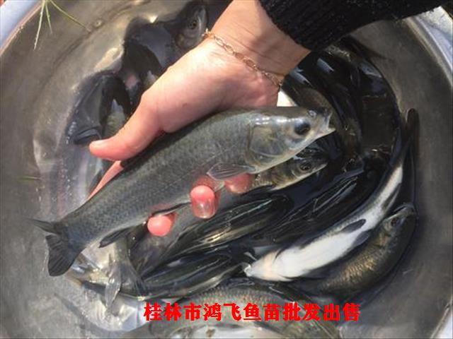 广西河池青鱼苗 免费检测水质