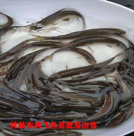 桂林市象山区青鱼苗养殖 运输技术安全