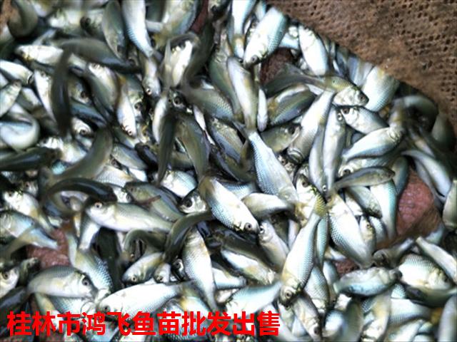 钦州市浦北鲤鱼苗销售 免费检测水质