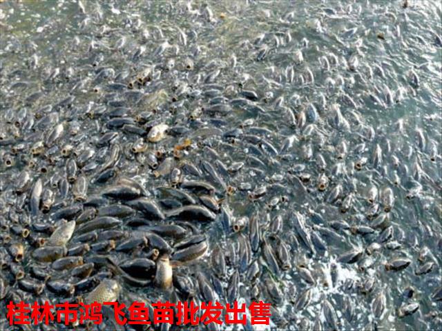 广西北海市鲤鱼苗养殖 养殖经验丰富