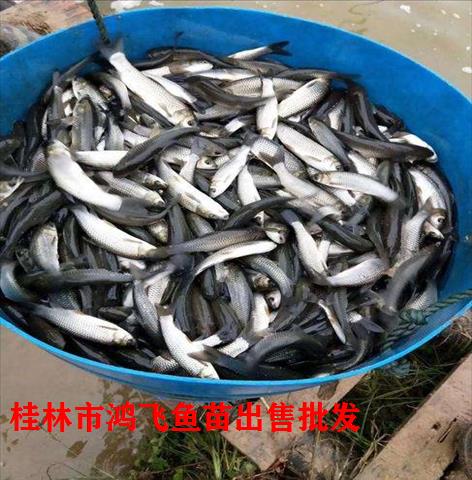 广西桂林市草鱼苗厂家 养殖经验丰富