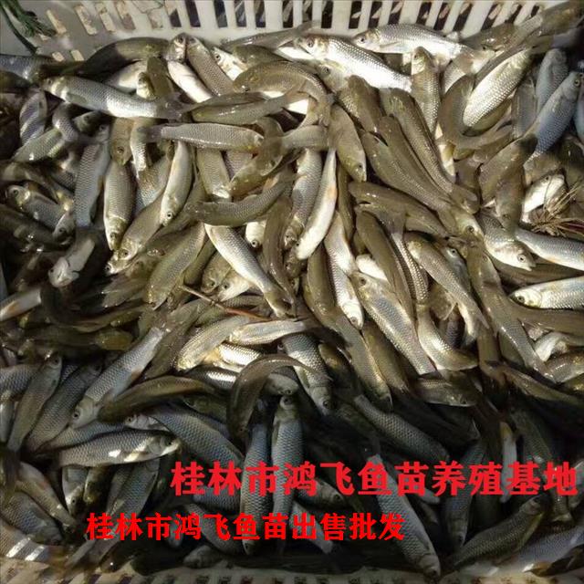 桂林市灌阳草鱼苗 质量好 产量高