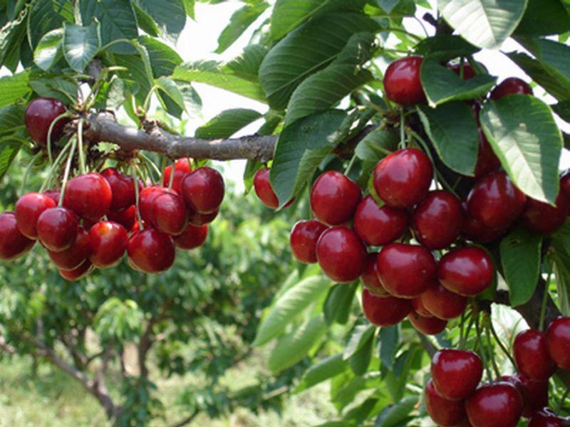大樱桃苗价格-供应1-2公分的优质樱桃苗