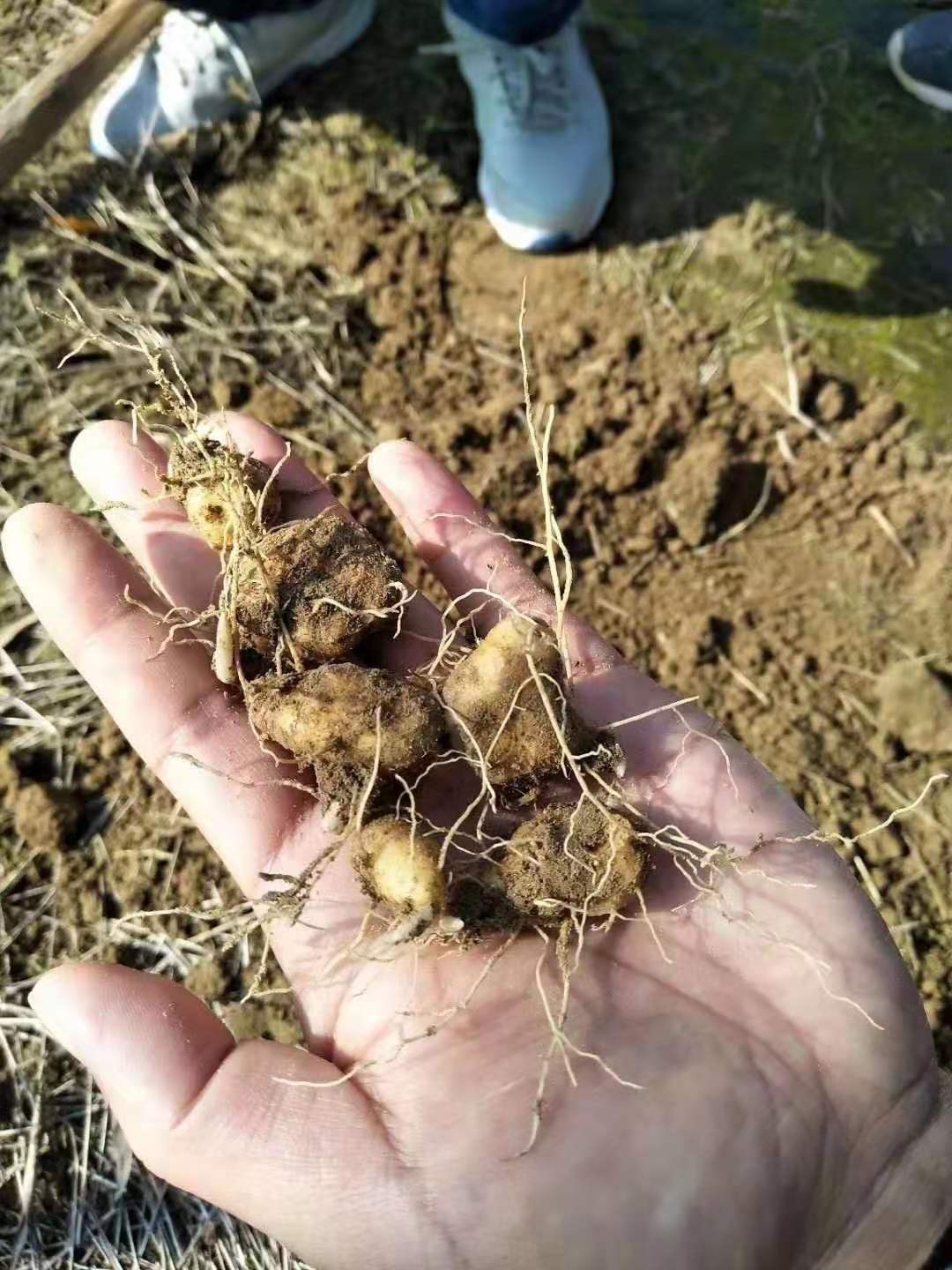 达州黄精种苗 邵东县兴宜仿**态材种植专业合作社