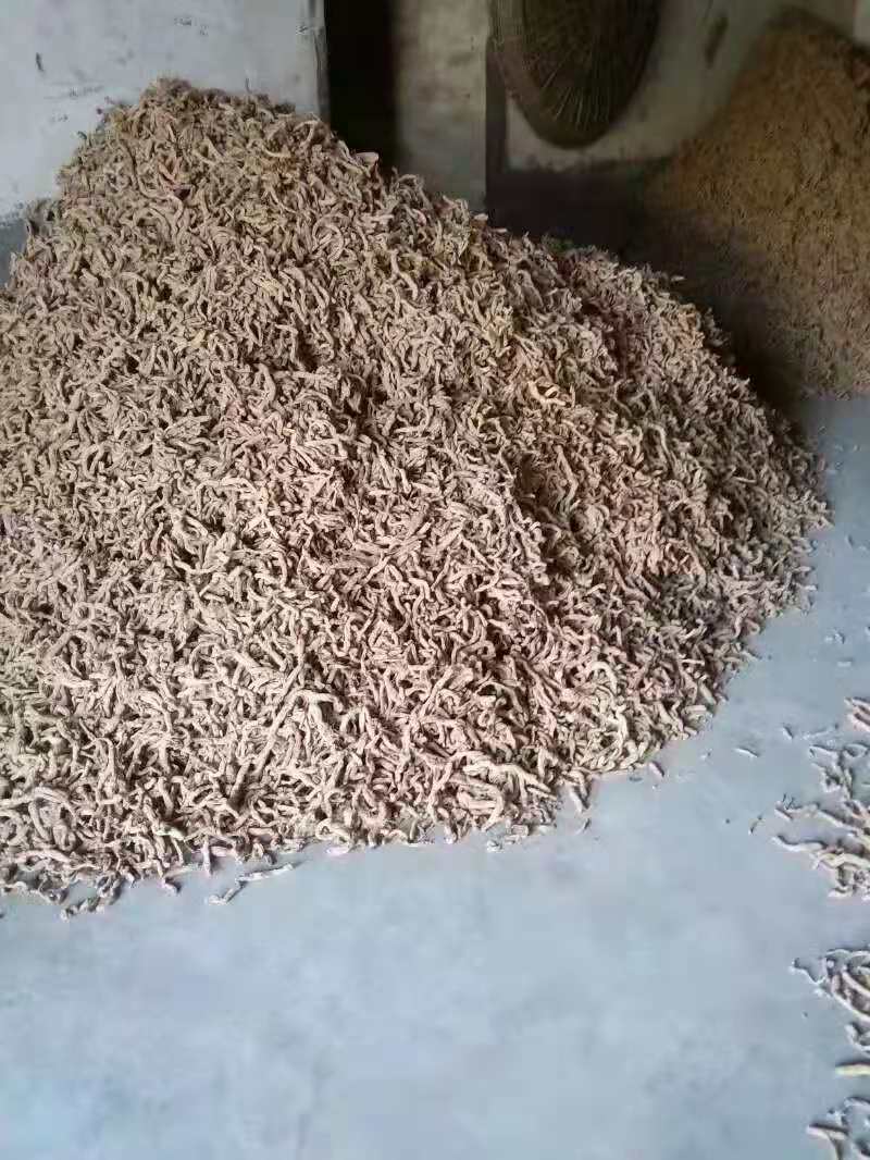 台州蔓荆子种苗价格 易种植