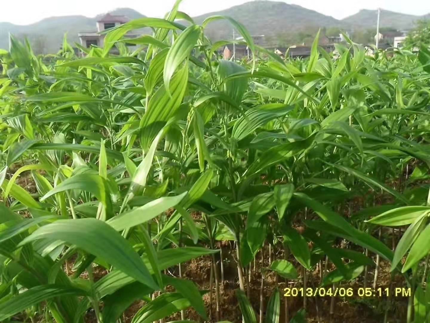 玉竹种苗选择土壤播种种植栽培技术