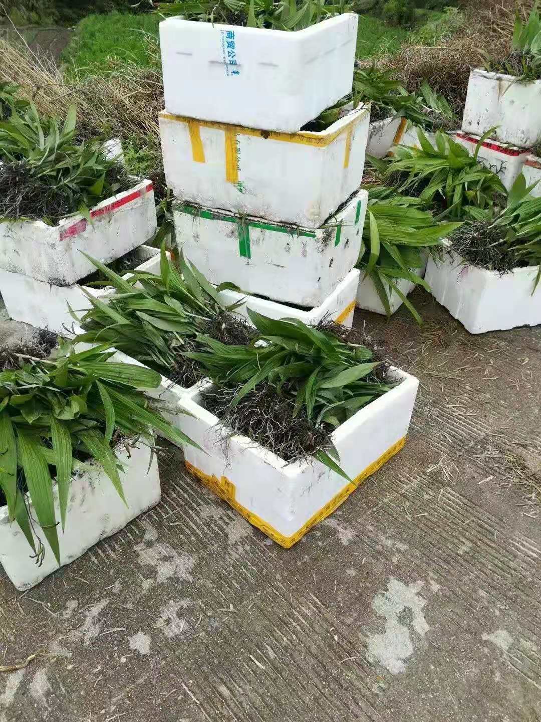 白芨苗种植的方法