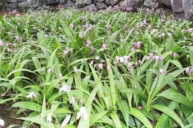 如何提高白芨种植产量