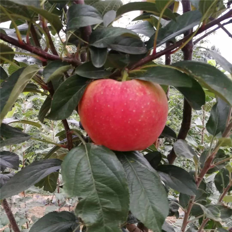 紅富士蘋果苗批發(fā)、紅富士蘋果苗多少錢