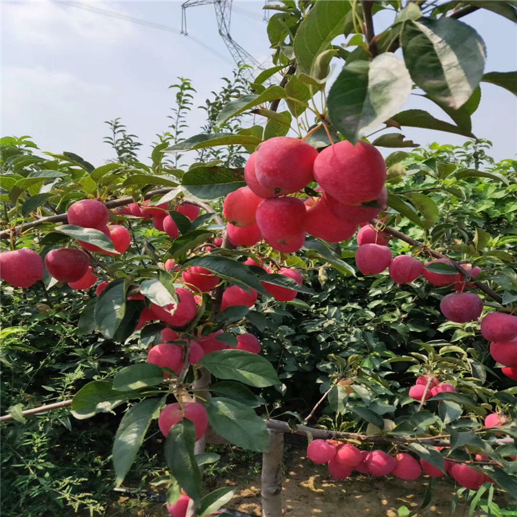 紅富士蘋果苗批發(fā)、紅富士蘋果苗多少錢