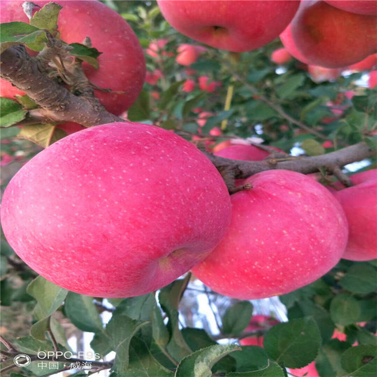 紅將軍蘋果苗價格、紅將軍蘋果苗多少錢一棵