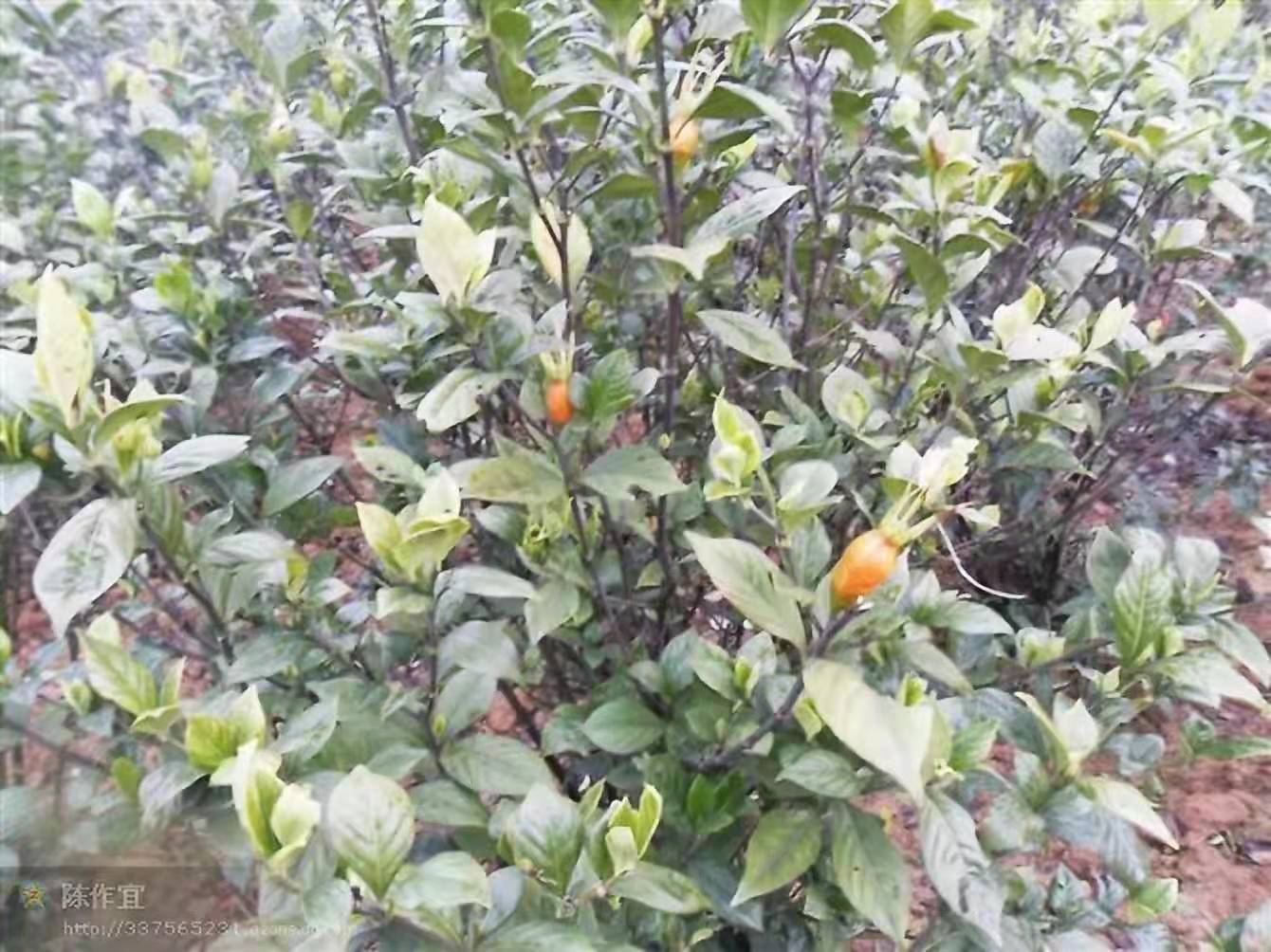 杭州栀子种苗价格 种植基地批发
