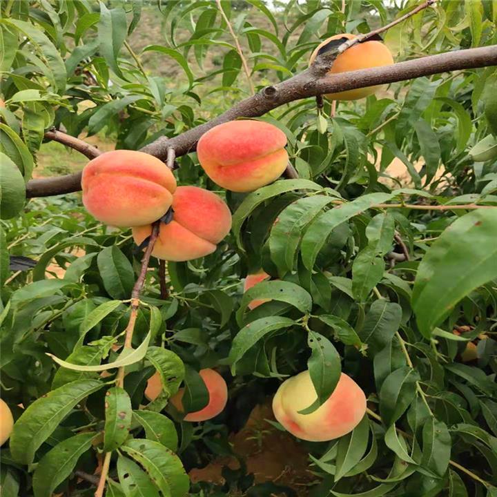 瑞蟠24桃树苗特色品种