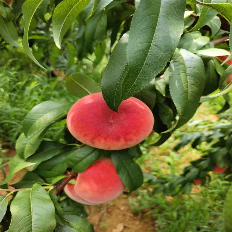 金秋红蜜桃树苗种植步骤