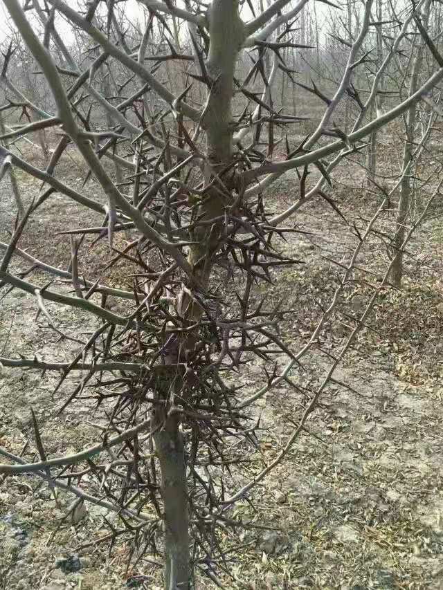 聊城皂角刺种苗