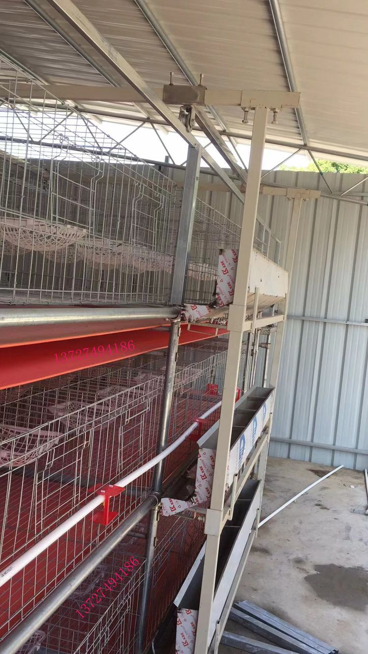 湛江养殖大棚鸽子 自动喂料机 自动清粪视频