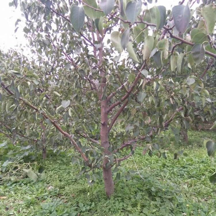 山西12公分梨树出售产地货源