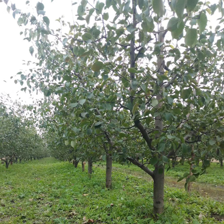 梨树种植土壤如何管理