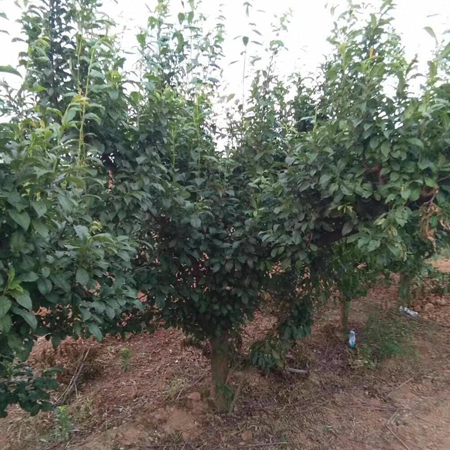 山西李子树种植如何提高坐果率