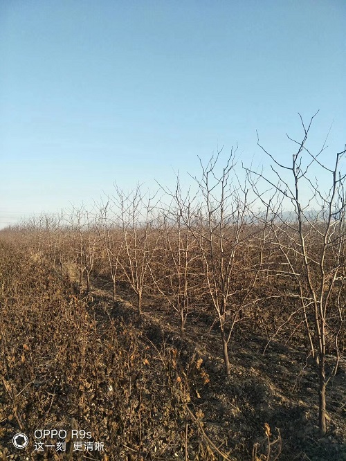 5公分枣树产地 根系发达 质量可靠