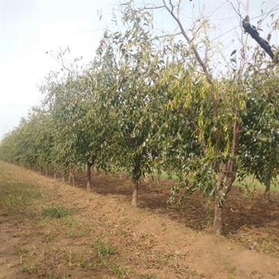 6公分枣树产地