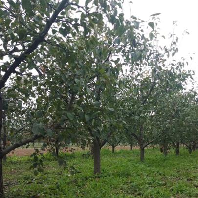 16公分梨树批发产地直供
