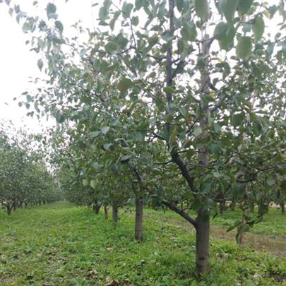 20公分梨树产地园林景观
