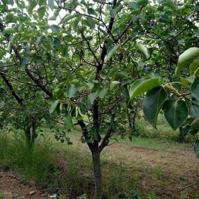 10公分梨树价格产地货源价格优惠