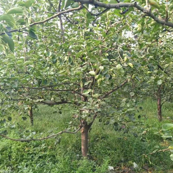 山西8公分梨树 果园精品梨树