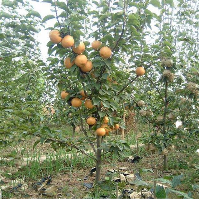 梨树产地质量可靠