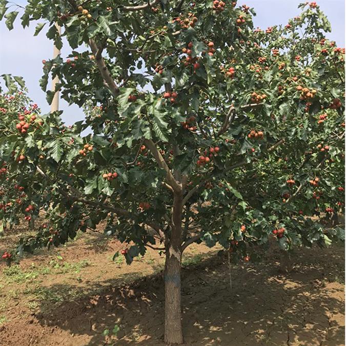 18公分山楂树批发产地 红果树