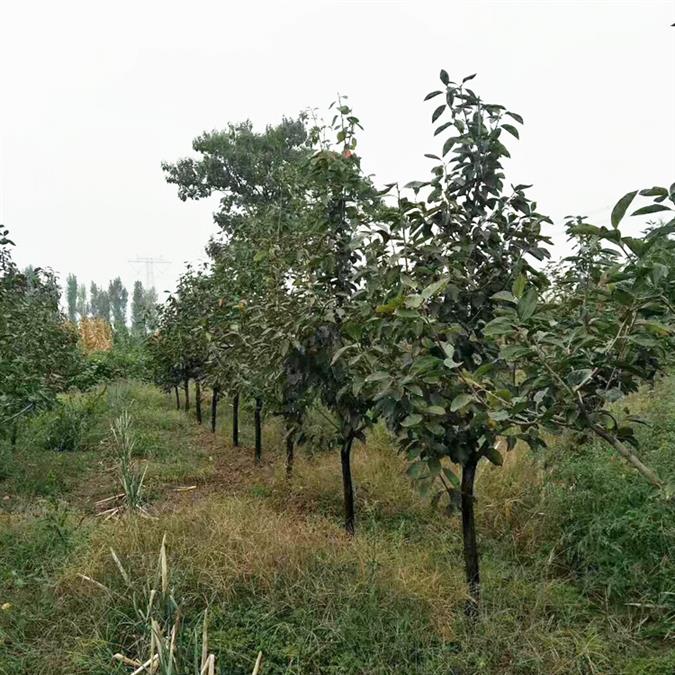 山西16公分柿子树产地大规格果树基地