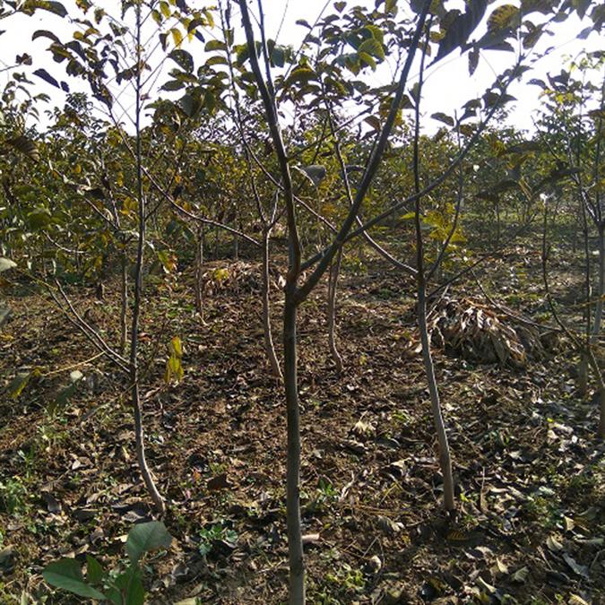 山西米径10公分核桃树产地苗圃直销