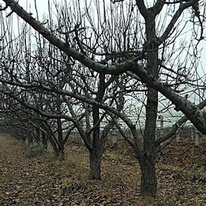 7公分杏树出售园林景观