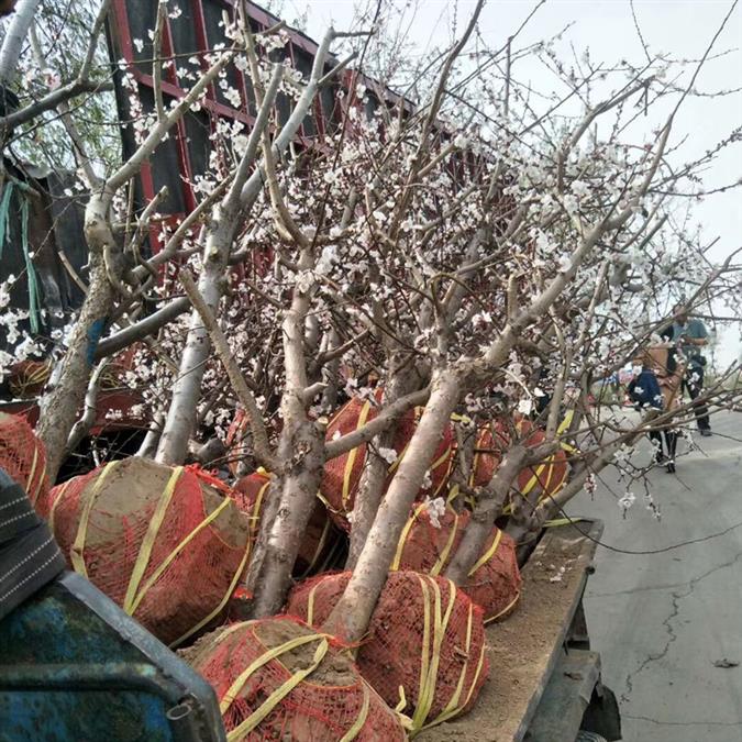 山西6公分杏树出售冠幅圆形 批发零售