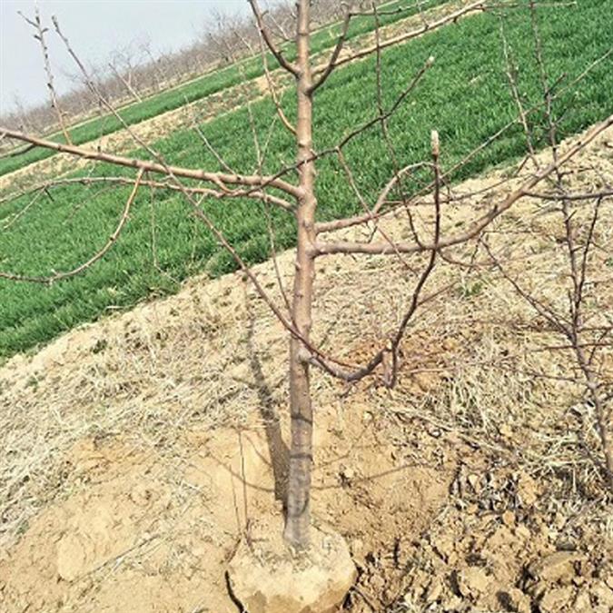 4公分苹果树产地产地直供 种植基地
