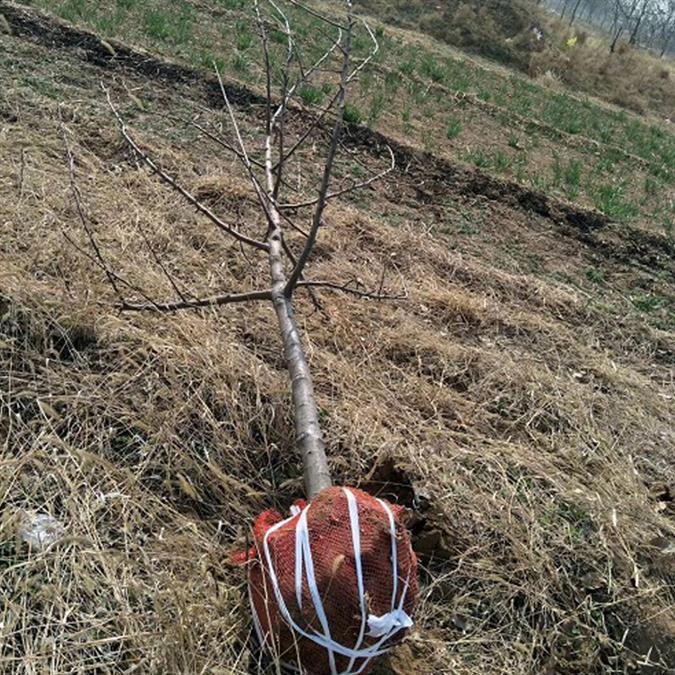 4公分苹果树基地质量可靠 种植基地