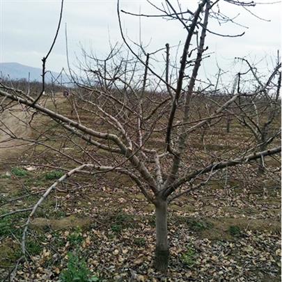山西15公分裸根占地苹果树质量可靠