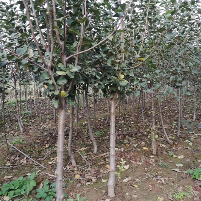 20公分 裸根苹果树批发质量可靠