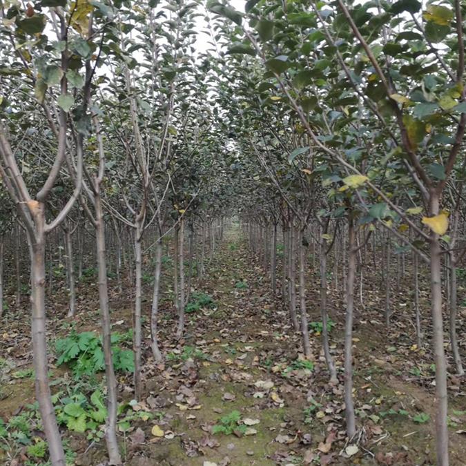 18公分裸根苹果树批发产地货源