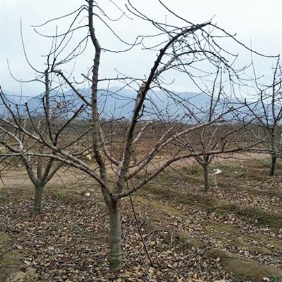 山西12公分苹果树批发产地货源