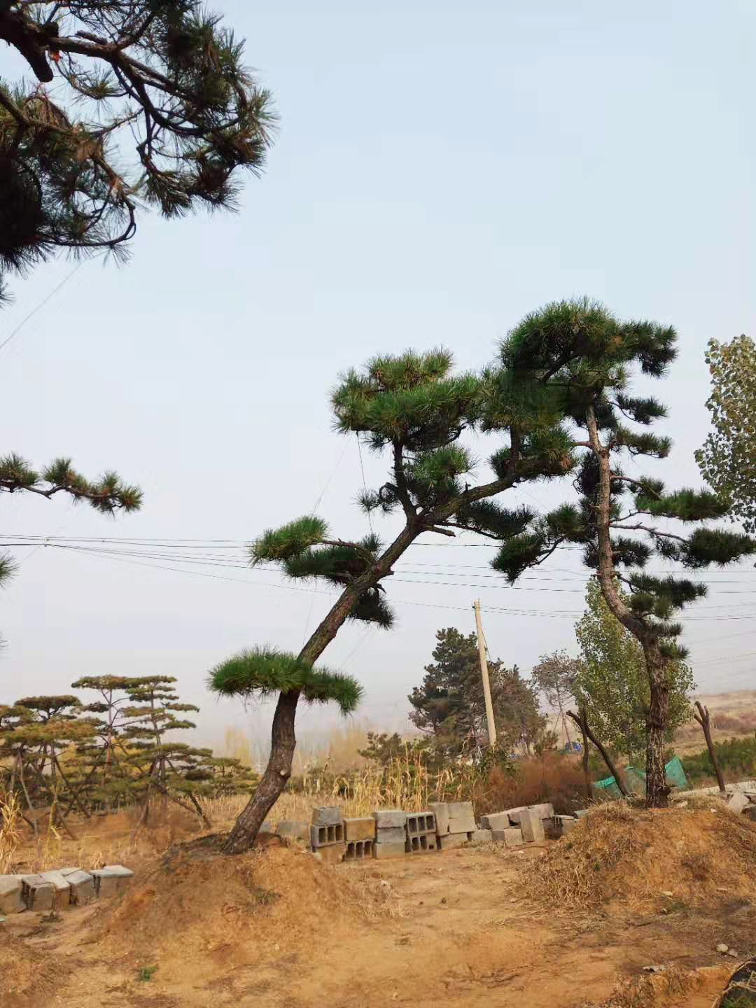 大型景观松基地 莱芜造型景观松 松涛园林