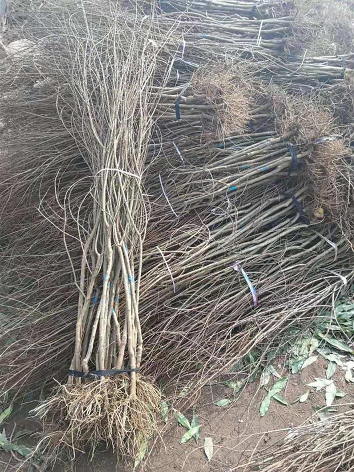 安庆黑籽石榴苗厂商 甜石榴苗 品种全 易播种 发芽率高